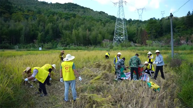 宁德市职业教育集团开展“我在宁德有亩田，稻花香里庆丰年”水稻采收活动